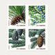 2010 Holiday Evergreens Christmas Forever Stamps – First-Class Postage Booklets